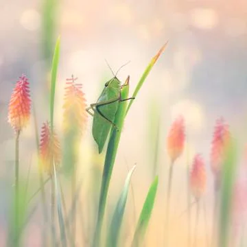 Green Leaf Grasshopper in the garden Stock Photos