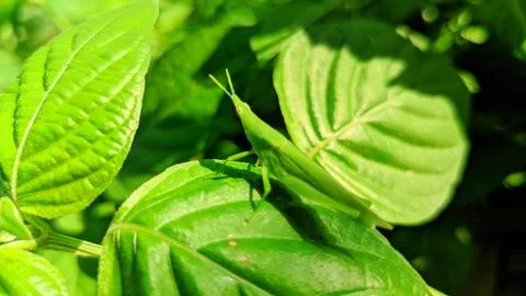 The green leaf grasshopper Stock Photos