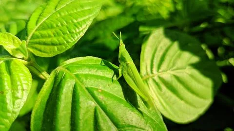 The green leaf grasshopper Stock Photos