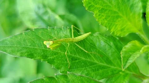 The green leaf grasshopper Stock Photos