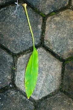 Green Leaf On Gray Hexagonal Pavement and Stones Path Sidewalk Pathway Text.. Stock Photos