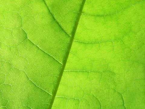 Green leaf green leaf of maple close up texture Copyright: xZoonar.com/art... Stock Photos