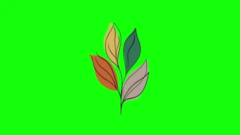 Green Leaf on Green Screen Background Horizontal 16:9 Stock Footage 339328356