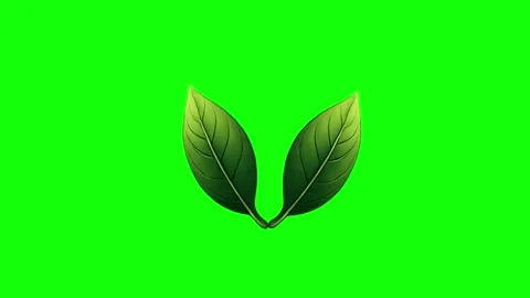 Green Leaf on Green Screen Background Horizontal 16:9 Vídeo Stock 339348468