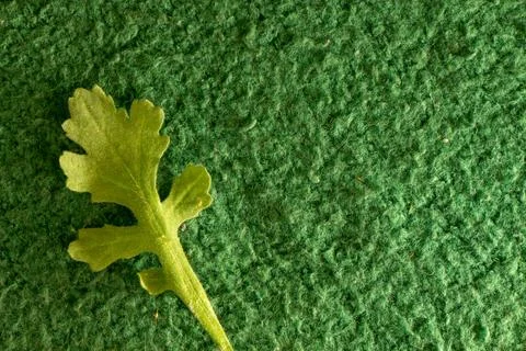A green leaf on a green surface Stock Photos