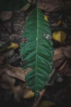 Green leaf on the ground in the forest Stock Photos