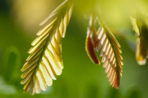 Green leaf growing Stock Photos