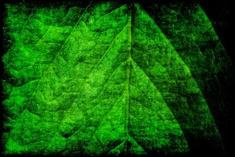 Green leaf grunge Stock Photos