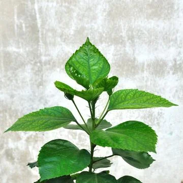 Green leaf with grunge texture background. Stock Photos