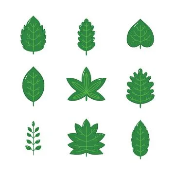 Green leaf hand drawn vector illustration Stock Illustration