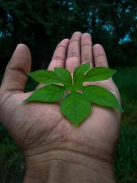 Green Leaf on hand Stock Photos