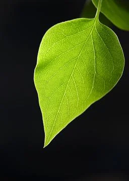 Green leaf hanging on a dark background in a simple setting during the daytime Stock Photos