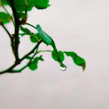 Green leaf with hanging rain drop Stock Photos