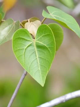 Green leaf heart shape Stock Photos