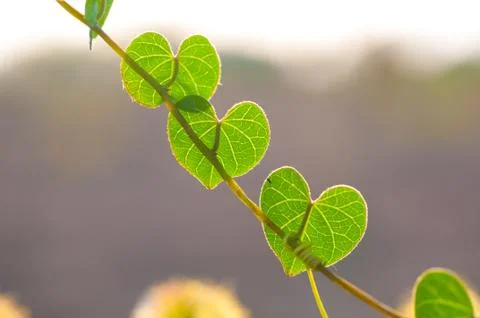 Green leaf heart shape Stock Photos