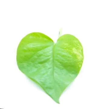 Green leaf heart shape with texture Stock Photos
