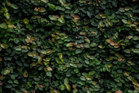 Green leaf hedge on a wall Foto stock