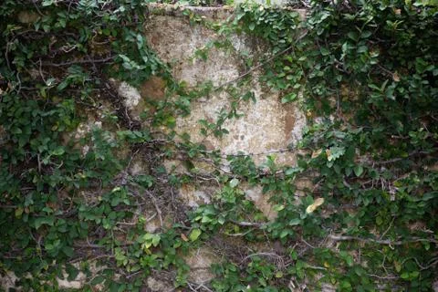 Green leaf hedge on a wall Stock Photos