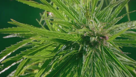 Green leaf of hemp, Marijuana for experiments in medical science. Video stock 143483874