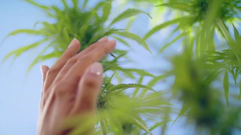 Green leaf of hemp, Marijuana for experiments in medical science. Stock Footage 144980473