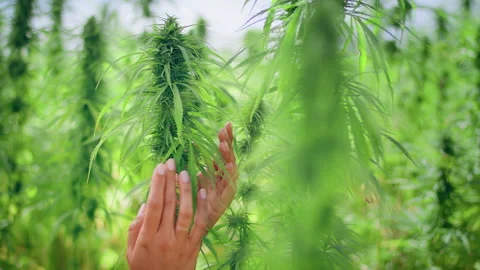 Green leaf of hemp, Marijuana for experiments in medical science. 스톡 동영상 144997421