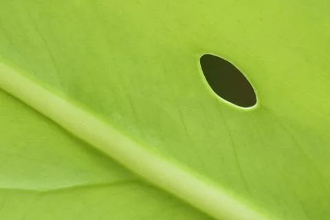 Green Leaf with hole Stock Photos