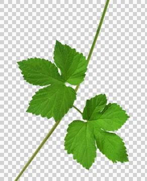 Green leaf hops. Close-up. Isolated On transparent without shadow. PNG. Bre.. Stock Photos