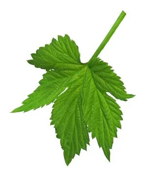 Green leaf hops. Close-up. Isolated On transparent without shadow. PNG. Bre.. Stock Photos