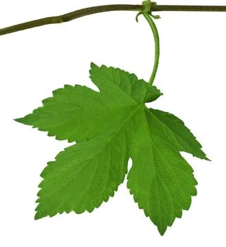 Green leaf hops. Close-up. Isolated On transparent without shadow. PNG. Bre.. Stock Photos