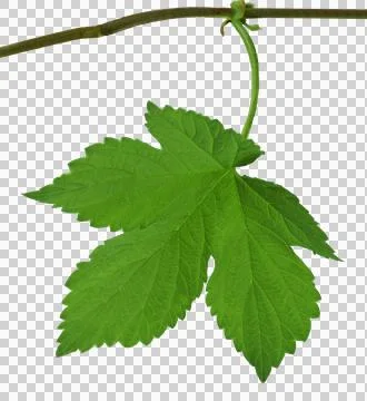 Green leaf hops. Close-up. Isolated On transparent without shadow. PNG. Bre.. Stock Photos