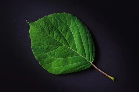 Green leaf Hydrangea on dark background Stock Photos