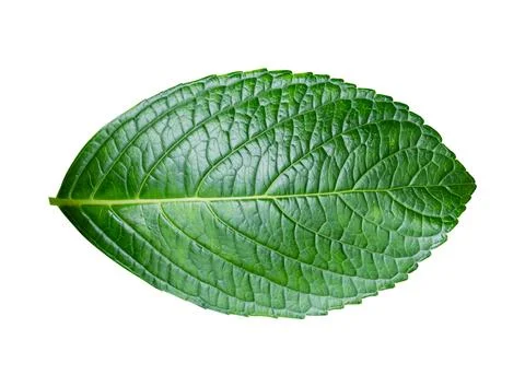 Green leaf Hydrangea Isolated on white background. Hortensia leaves with cl.. Foto stock