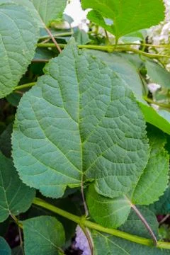 Green leaf of hydrangea shrub. Texture of leaf of hortensia flower plant Stock Photos