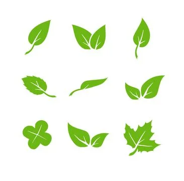 Green leaf icons set. Elements design for natural, eco, vegan. Leaves icon on 库存插图