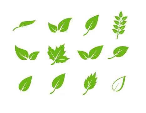 Green leaf icons set. Elements design for natural, eco, vegan. Leaves icon on 库存插图