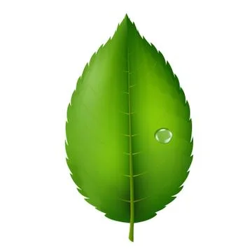 Green leaf Stock Illustration