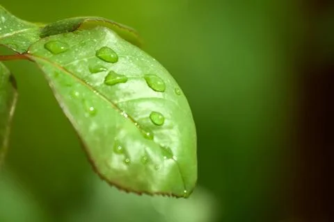 Green leaf Stock Illustration