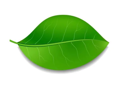 Green leaf Stock Illustration