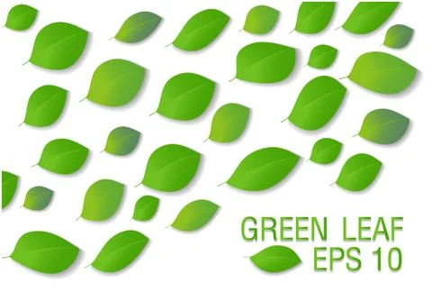 A green leaf Stock Illustration