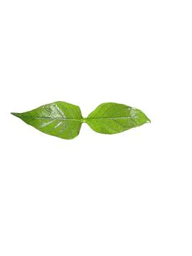 Green leaf Stock Illustration