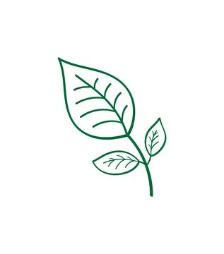 Green leaf illustration Stock Illustration