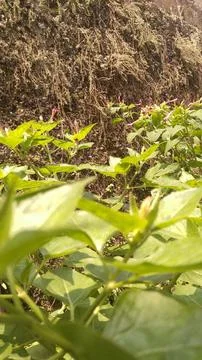 Green leaf image from garden Foto stock