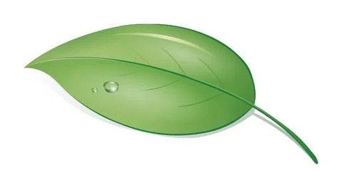Green leaf An image of a green leaf with drops Copyright: xZoonar.com/maga... Stock Photos