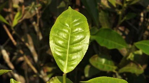 A green leaf in India Stock Footage 98563072