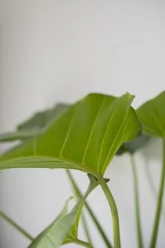 Green leaf with infront of white wall Stock Photos