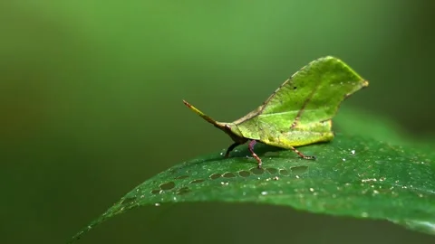 Green leaf insect camouflaged on forest foliage Stock Footage 340775445
