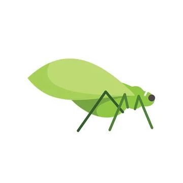 Green leaf insect standing on six legs Stock Illustration
