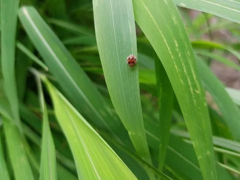 Green leaf with insects Stock Photos