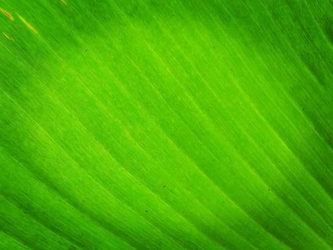 Green Leaf with Intricate Vein Structure Stock Photos