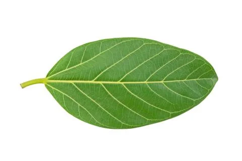 Green leaf isolate with clipping path Stock Photos